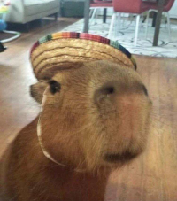 A very polite capybara
